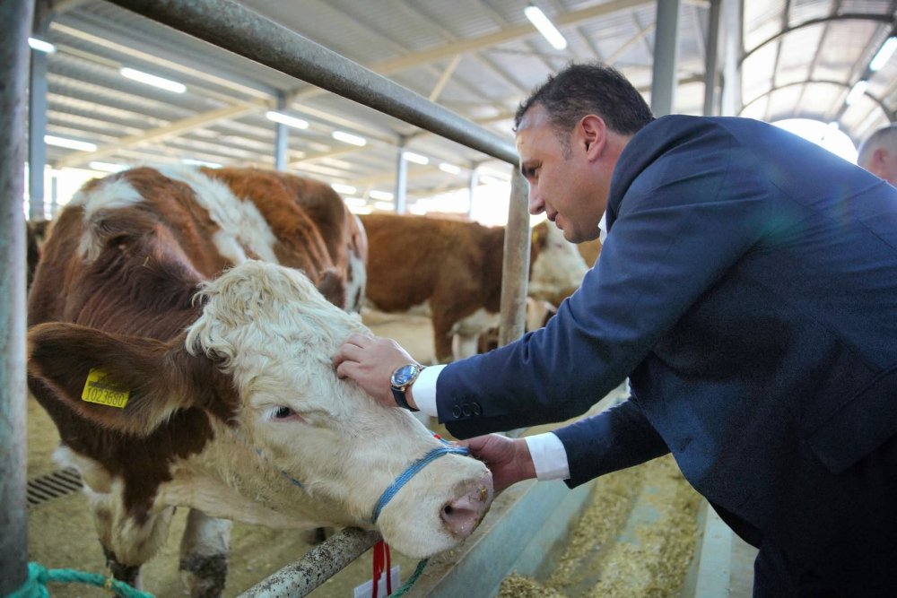 DÜNYA BANKASI DESTEKLİ PROJEDE ÇİFTÇİLERE GEBE SİMENTAL DÜVE DESTEĞİ SAĞLANDI