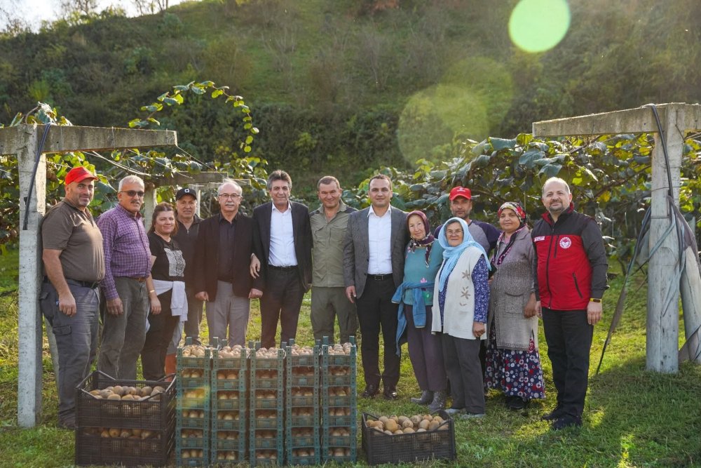 FATSA'DA KİVİ HASADI BEREKETİ